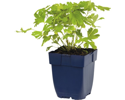 Rostlina dymnivky v květináči