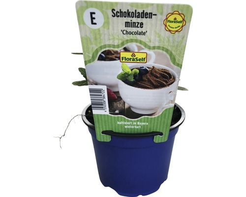 Čokoládová máta v květináči