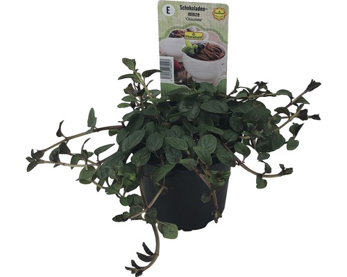 Čokoládová máta v květináči