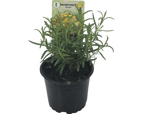 Rozmarýn Gourmet Abraxas v květináči