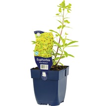 Pryšec pestrobarevný FloraSelf Euphorbia x martinii 'Ascot Rainbow' 5-30 cm květináč 0,5 l