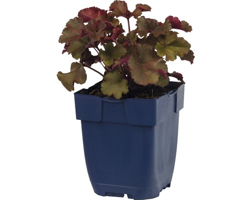 Heuchera rostlina v květináči
