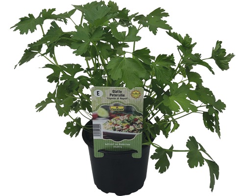 Hladkolistá petržel ''Gigante di Napoli'' v květináči
