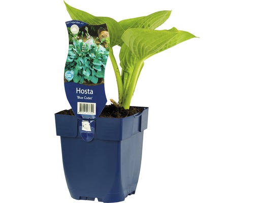 Bohyška malá modrá FloraSelf Hosta kultivar 'Blue Cadet' výška 5-50 cm květináč 0,5 l