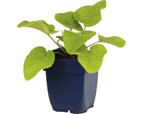 Sápa FloraSelf Phlomis anisodonta subsp. occidentalis květináč 0,5 l