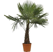 Palma konopná, žumara FloraSelf Trachycarpus fortunei výška kmene 40-50 cm výška 120-130 cm květináč Ø 40 cm