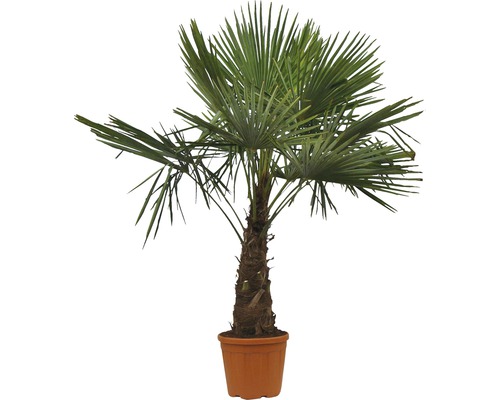 Palma konopná, žumara FloraSelf Trachycarpus fortunei výška kmene 40-50 cm výška 120-130 cm květináč Ø 40 cm Palma konopná, žumara FloraSelf Trachycarpus fortunei výška kmene 40-50 cm výška 120-130 cm květináč Ø 40 cm