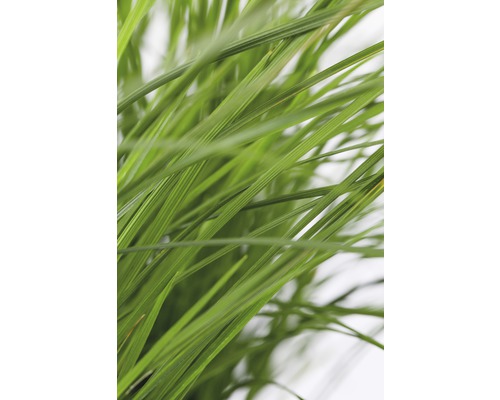 Tráva metlice trsnatá FloraSelf Deschampsia cespitosa 10-40 cm květináč Ø 14 cm Stébla trávy v detailu