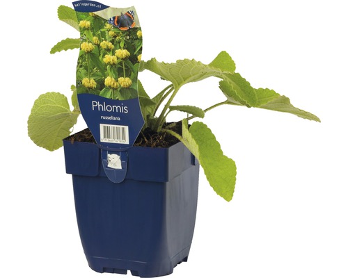 Phlomis russeliana v květináči