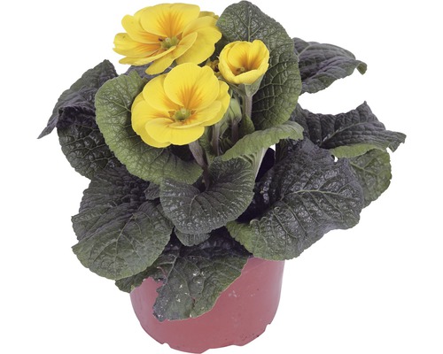 Žlutá petrklíč v květináči