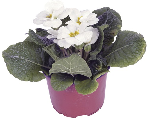 Bílá prvosenka v květináči