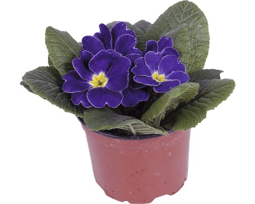 Primulka v květináči s modrými květy a zelenými listy