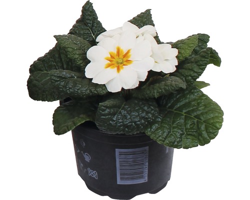 Bílá petrklíč v květináči