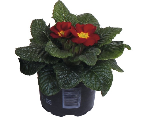 Primulka v květináči s červenými květy