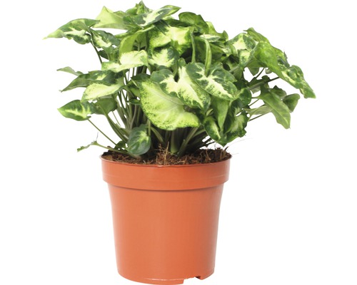 Syngónie' FloraSelf Syngonium podophyllum 'Pixi' výška 22-28 cm květináč Ø 13 cm Šípovka pokojová rostlina v květináči