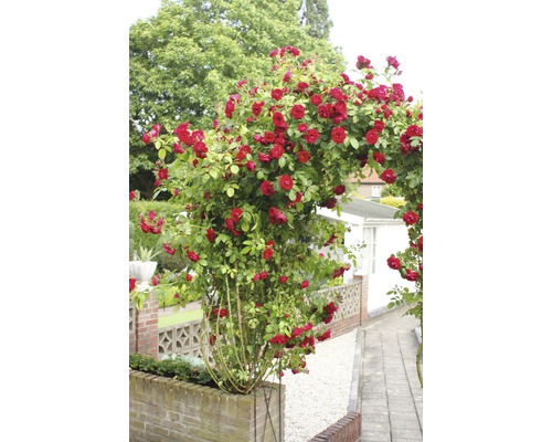 Růže pnoucí Rosa Climber 'Flammenspel'