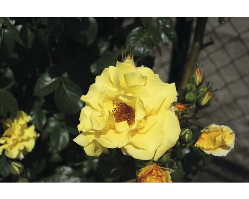 Žlutá růže na zahradě