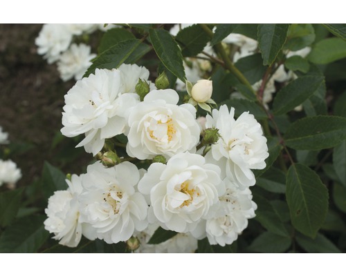 Růže popínavá Rosa x Hybride 'Guirlande d'Amour' se zabaleným kořenovým balem