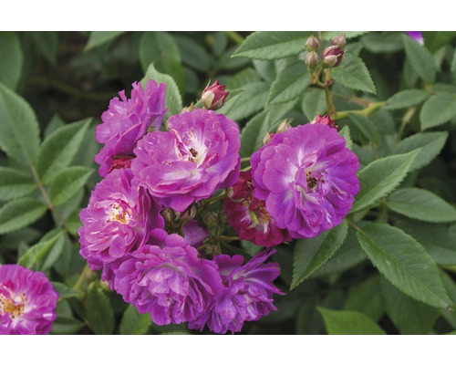 Růže pnoucí Rosa Climber 'Perennial Blue'