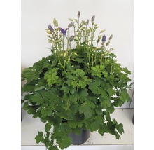 Orlíček obecný mix FloraSelf Aquilegia vulgaris 'Winky' výška 30-40 cm květináč 5 l 1 ks, různé druhy