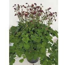 Orlíček obecný mix FloraSelf Aquilegia vulgaris 'Winky' výška 30-40 cm květináč 5 l 1 ks, různé druhy