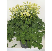 Orlíček obecný mix FloraSelf Aquilegia vulgaris 'Winky' výška 30-40 cm květináč 5 l 1 ks, různé druhy