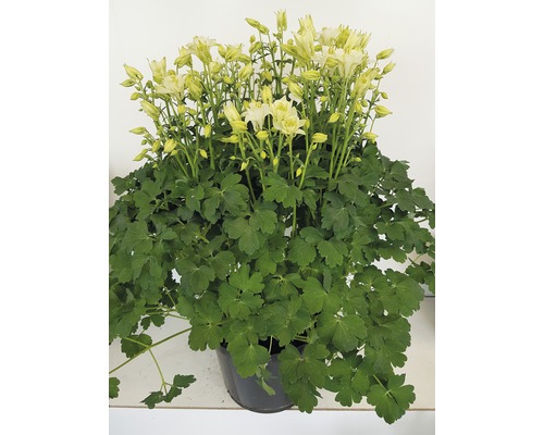 Orlíček obecný mix FloraSelf Aquilegia vulgaris 'Winky' výška 30-40 cm květináč 5 l 1 ks, různé druhy Orlíček obecný mix FloraSelf Aquilegia vulgaris 'Winky' výška 30-40 cm květináč 5 l 1 ks, různé druhy