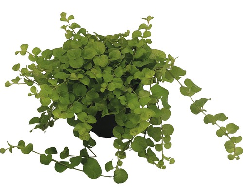 Drátovec v květináči