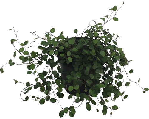 Muehlenbeckia rostlina v květináči