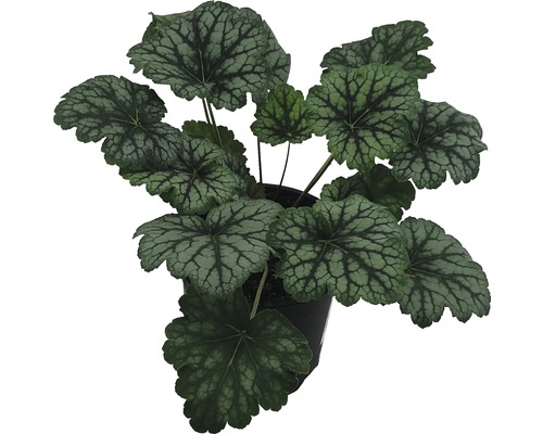 Okrasná trvalka v květináči