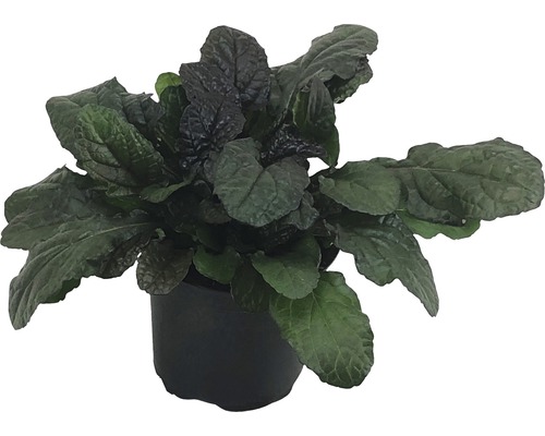 Zběhovec v květináči