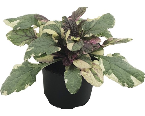 Pestrolistý zběhovec plazivý v květináči