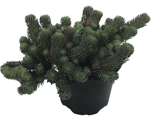 Rozchodník v květináči