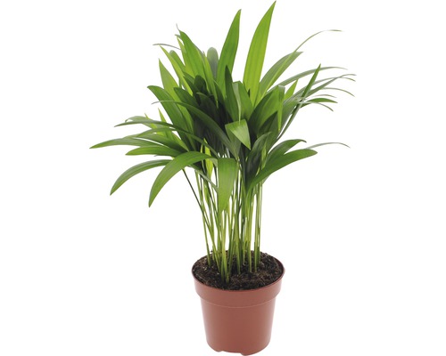 Chrysalidokarpus nažloutlý FloraSelf Dypsis lutescens 40-60 cm květináč Ø 12 cm Chrysalidocarpus pokojová rostlina v květináči