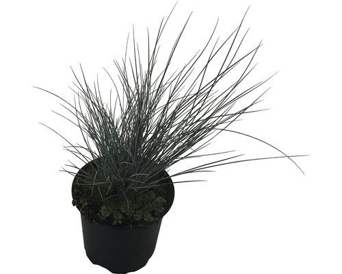 Kostřava šedá v květináči