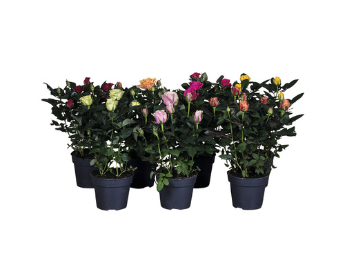 Pokojová růže PatioHit® MIX FloraSelf 30-40 cm květináč Ø 13 cm 1 ks, různé odrůdy