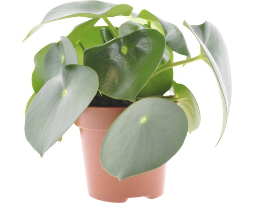 Pepřinec, pepřinec trpasličí FloraSelf Peperomia polybotrya 'Raindrop' 20-30 cm květináč Ø 12 cm