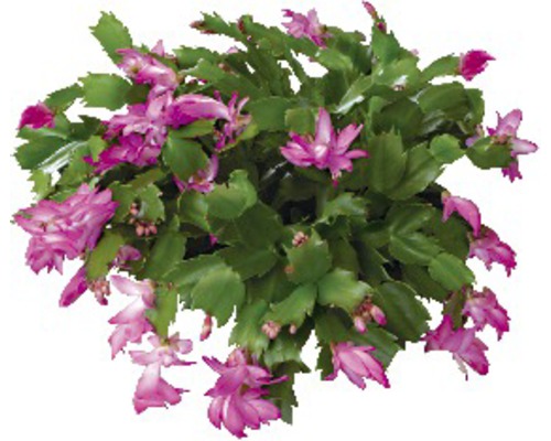Vánoční kaktus FloraSelf Schlumbergera bridgesii cca 10-20 cm květináč Ø 14 cm Kvetoucí pokojová rostlina vánoční kaktus se zelenými listy a růžovými květy