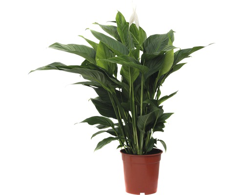 Lopatkovec, toulcovka kolumbijská FloraSelf Spathiphyllum wallisii výška 90-105 cm květináč Ø 21 cm