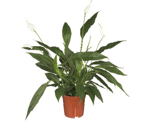 Toulcovka, lopatkovec FloraSelf Spathiphyllum wallisii 'Sweet Sebastiano' výška 100-110 cm květináč Ø 24 cm