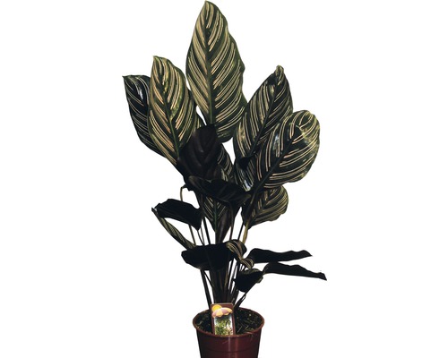 Kalátea FloraSelf Calathea ornata výška 45-55 cm květináč Ø 14 cm