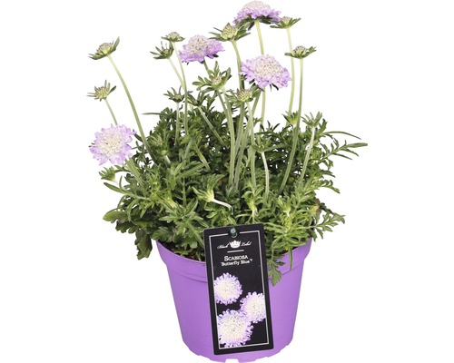 Hlaváč fialový FloraSelf Scabiosa 'Butterfly Blue' výška 10-20 cm květináč 1,5 l Hlaváč fialový ''Butterfly Blue'' v květináči