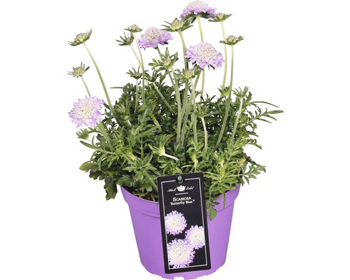 Hlaváč fialový FloraSelf Scabiosa 'Butterfly Blue' výška 10-20 cm květináč 1,5 l