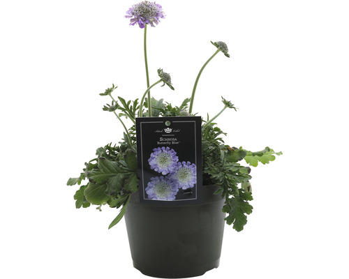 Škarda křídlatá Butterfly Blue v květináči