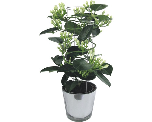 Voňavý jasmín v květináči s podpěrou