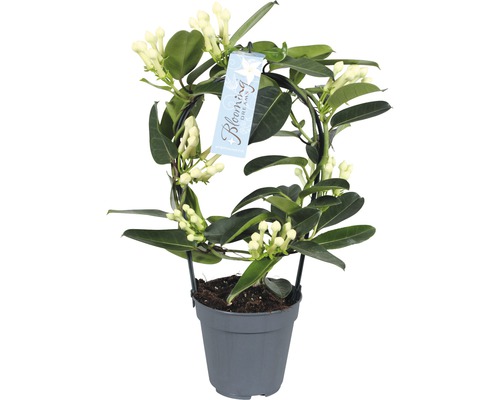 Věncovec květnatý FloraSelf Stephanotis floribunda výška 20 cm květináč Ø 7,5 cm Vonný jasmín v květináči s oporou pro popínání