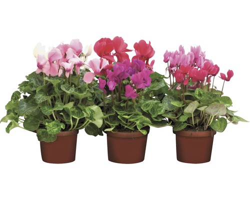 Brambořík perský FloraSelf Cyclamen persicum květináč Ø 12 cm 1 ks, různé barvy Tři bramboříky v květináčích