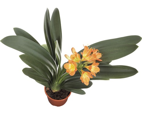 Klivie FloraSelf Clivia miniata výška 40-55 cm květináč Ø 13 cm