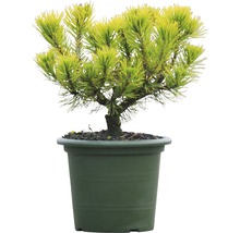 Žlutozelená zakrslá borovice v květináči