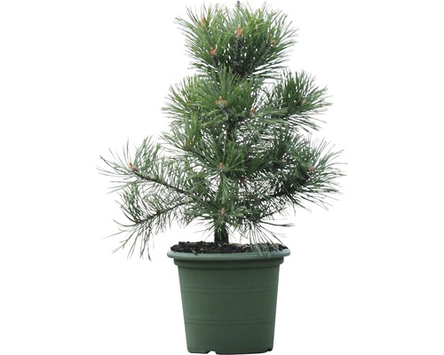 Borovice kleč Botanico Pinus mugo 'Gnom' výška 30-40 cm květináč 3 l